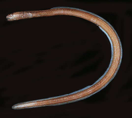 (Xenoconger) Род КСЕНОКОНГЕРЫ 1 вид